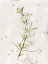 Picture of ANTIQUE EARTHTONE HERBS III