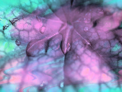 Picture of CELESTIAL DEW DROPS II