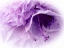 Picture of DREAMY FLORALS IN VIOLET III