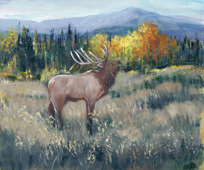 Picture of ROCKY MOUNTAIN ELK II