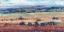 Picture of TEMPERATE TERRAIN II