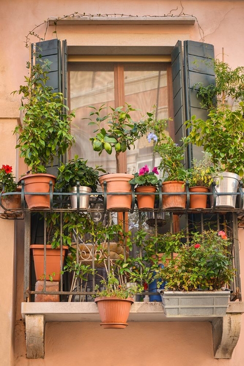 Picture of ITALIAN WINDOW FLOWERS III