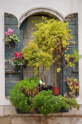 Picture of ITALIAN WINDOW FLOWERS IV