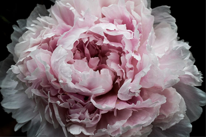 Picture of PINK PEONY PASSION I