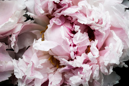 Picture of PINK PEONY PASSION II