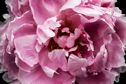 Picture of PINK PEONY PASSION III