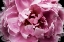 Picture of PINK PEONY PASSION III