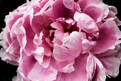 Picture of PINK PEONY PASSION IV
