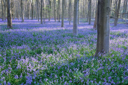 Picture of BLUEBELL DREAMS I