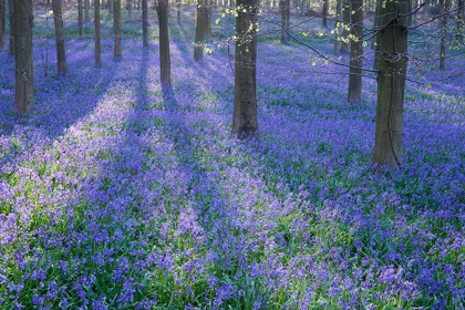 Picture of BLUEBELL DREAMS II