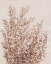 Picture of RUSTIC WILDFLOWERS I