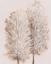 Picture of PAMPAS GRASS III