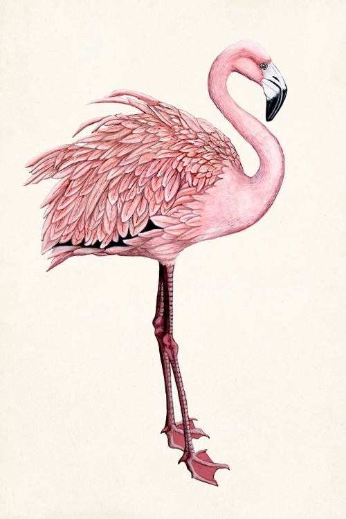 Picture of STRIKING FLAMINGO I