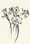 Picture of INK WASH FLORAL I - DAFFODILS