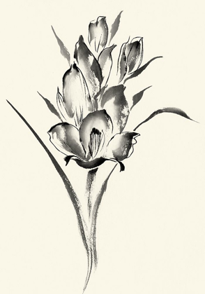 Picture of INK WASH FLORAL II - GLADIOLUS