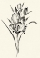 Picture of INK WASH FLORAL II - GLADIOLUS