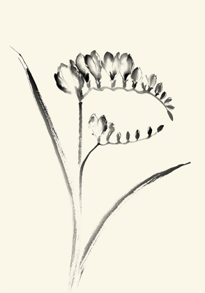Picture of INK WASH FLORAL VI - FREESIA