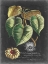 Picture of ROYAL FOLIAGE I
