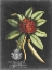 Picture of ROYAL FOLIAGE III