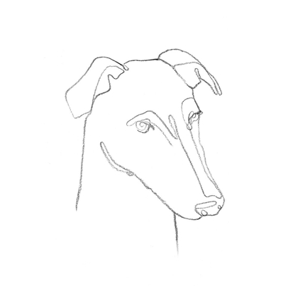 Picture of GREYHOUND PENCIL PORTRAIT II