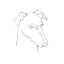 Picture of GREYHOUND PENCIL PORTRAIT II