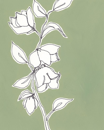 Picture of BOTANIC DRAWING II