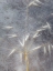 Picture of MOONLIT DREAM I