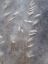 Picture of MOONLIT DREAM II