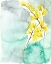 Picture of FORSYTHIA DREAMS II