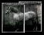 Picture of EQUINE DOUBLE TAKE IV