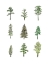 Picture of COLLECTED PINES I