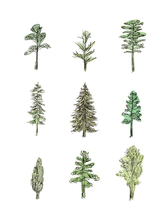 Picture of COLLECTED PINES I