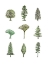 Picture of COLLECTED PINES II
