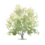 Picture of LONELY OAK II