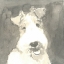 Picture of SEPIA MODERN DOG VI