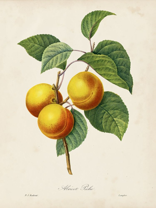 Picture of REDOUTES FRUIT I