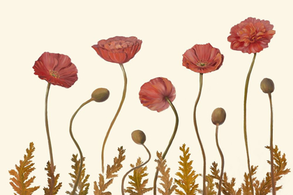Picture of CORAL POPPY DISPLAY II