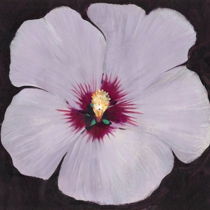 Picture of HIBISCUS PORTRAIT II