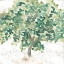 Picture of COUNTRY TREE II