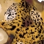 Picture of LEOPARD PORTRAIT I