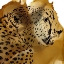 Picture of LEOPARD PORTRAIT II