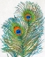 Picture of VIVID PEACOCK FEATHERS I