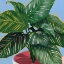 Picture of CALETHEA IV