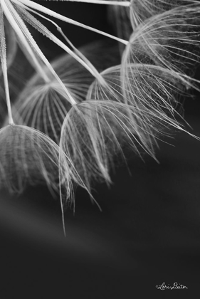 Picture of GOATSBEARD I
