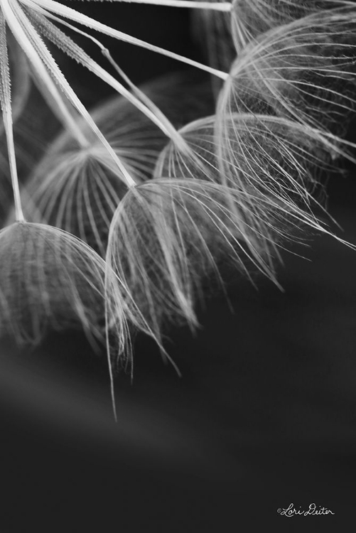 Picture of GOATSBEARD I