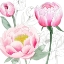 Picture of MAY PEONIES II