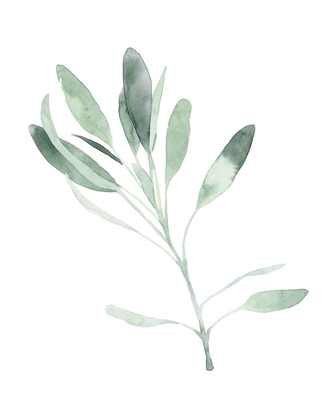 Picture of SIMPLE SAGE II