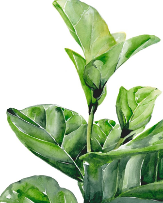 Picture of FIDDLE FIG I