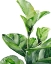 Picture of FIDDLE FIG I