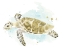 Picture of WATERCOLOR SEA TURTLE STUDY II